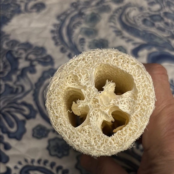 Sponge from the Sponge Docks of Tarpon Springs, Florida - Picture 3 of 3